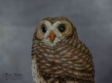 Miniature Barred Owl