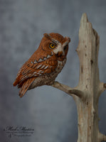 Miniature Screech Owl