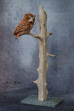 Miniature Screech Owl