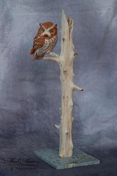 Miniature Screech Owl