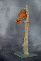 Miniature Screech Owl