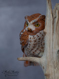 Miniature Screech Owl